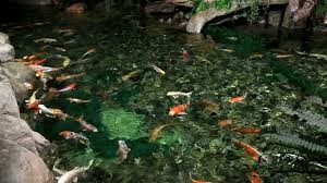 Fish farm