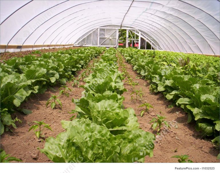 Greenhouse