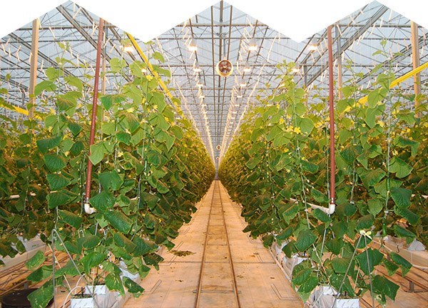 Shalin-hps-greenhouse-lights