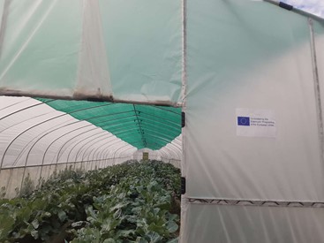 Cauliflower cultivation in green house with sprinkler irrigation